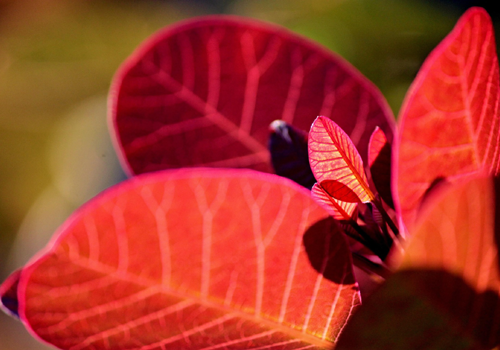 Perückenstrauch, Fisetin