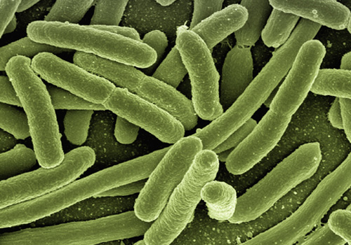 Unliebsame Mitbewohner